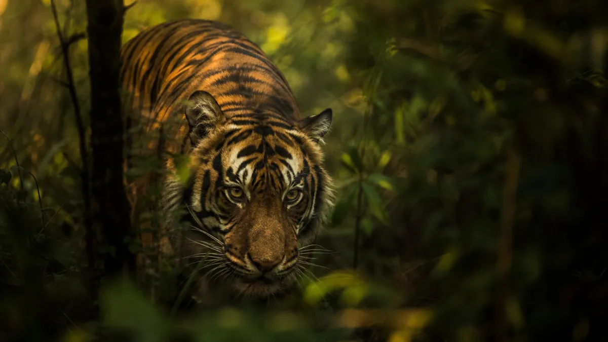 Animaux qui commencent par la lettre T : la liste complète