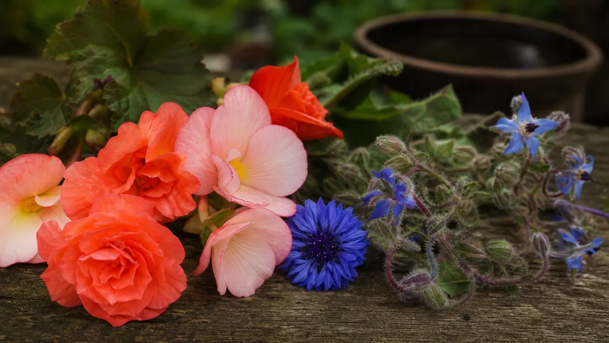 Fleurs qui commencent par la lettre B : le guide complet