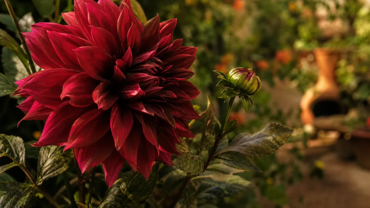 Fleurs qui commencent par la lettre D : la liste complète