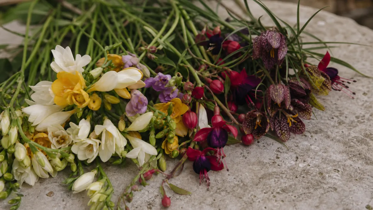 Fleurs qui commencent par la lettre F : le guide complet