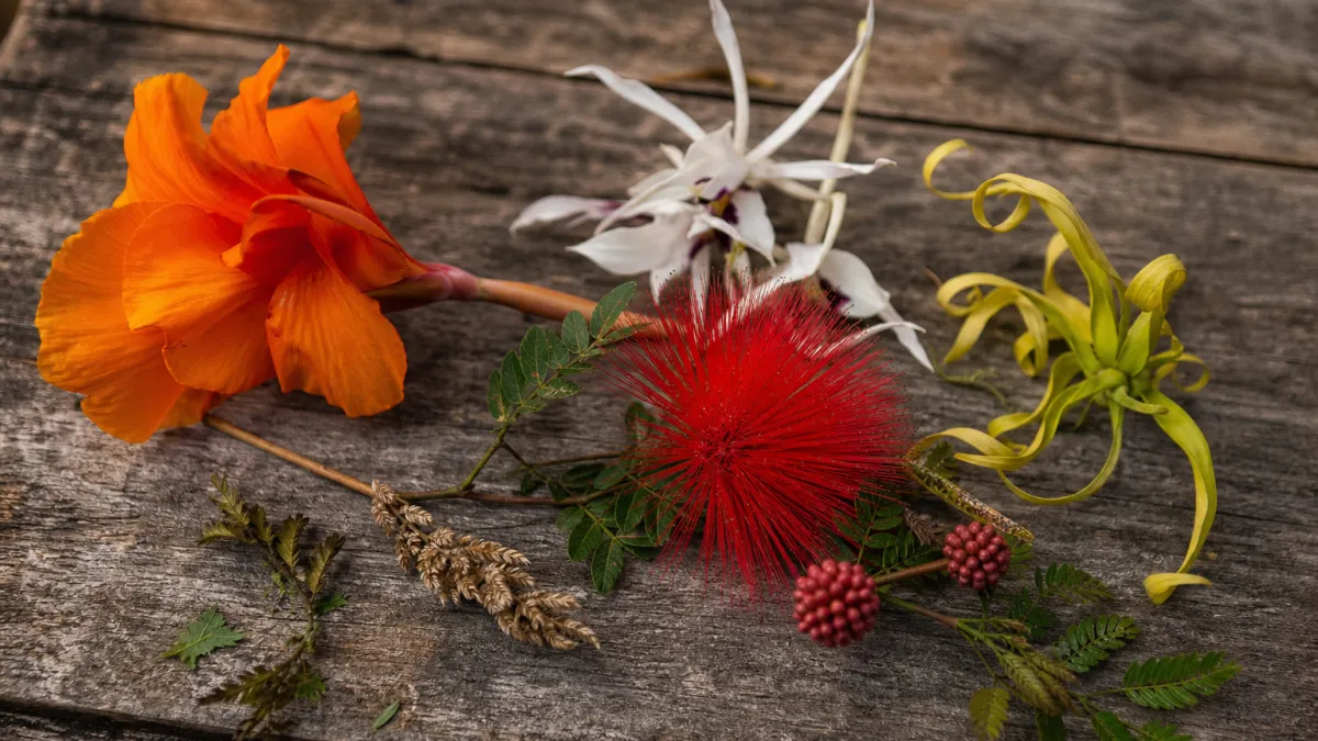 Fleurs qui commencent par la lettre C : la liste complète