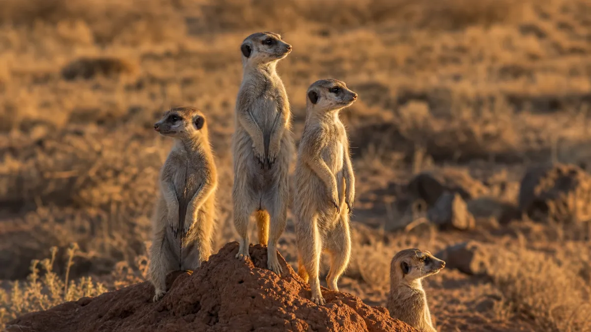 Animaux qui commencent par la lettre S : la liste complète
