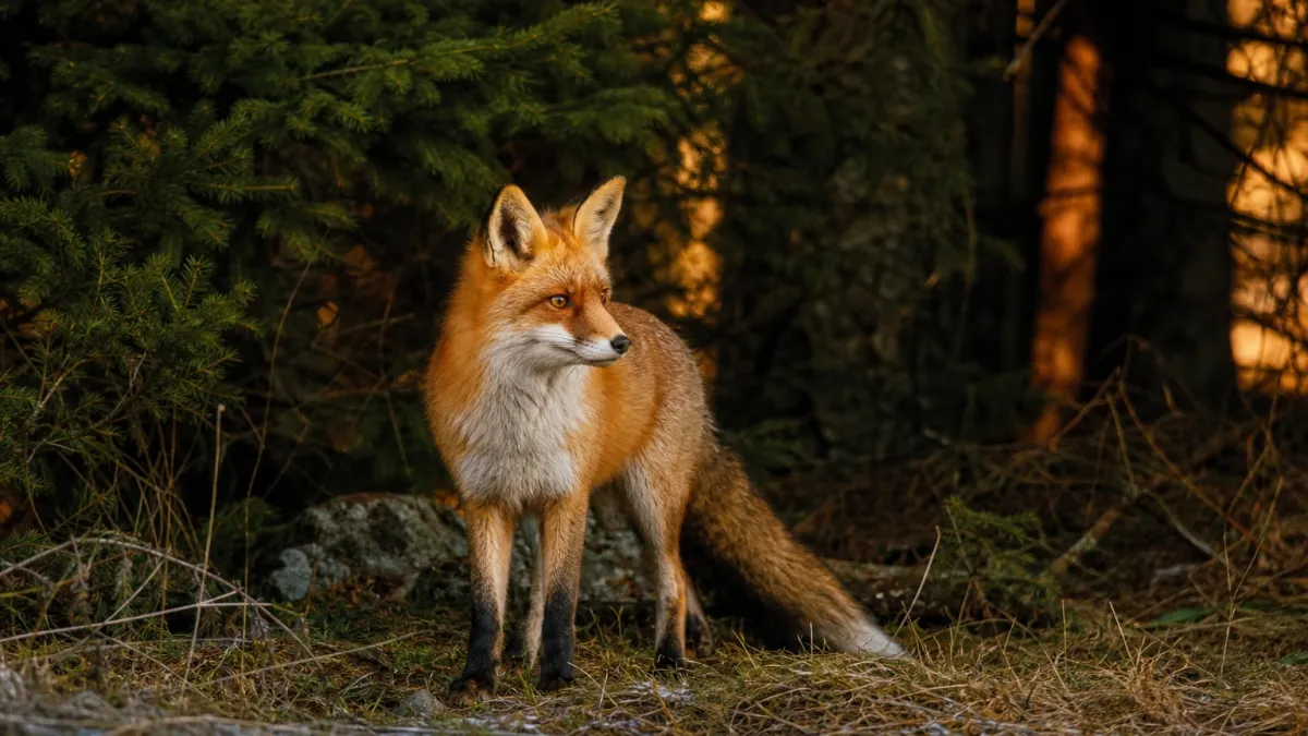 Animaux qui commencent par la lettre R : liste complète